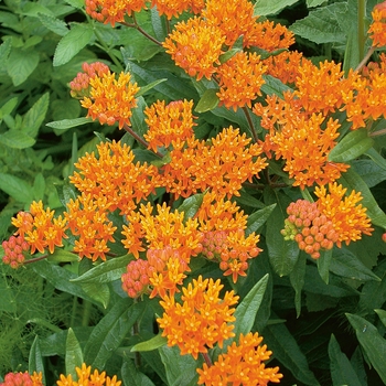 Asclepias tuberosa - Orange Butterfly Milkweed