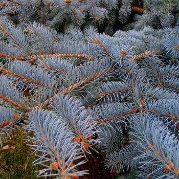 Picea pungens - Blue Spruce