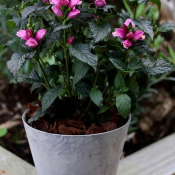 Chelone 'Tiny Tortuga' - Turtlehead Chelone 'Tiny Tortuga' - Turtlehead