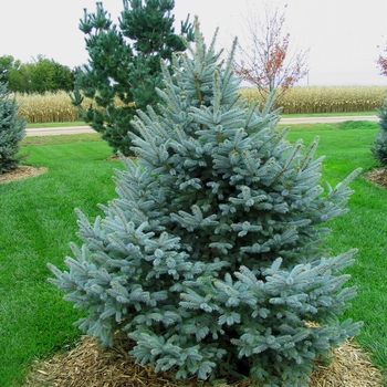 Picea pungens 'Fat Albert' - Fat Albert Blue Spruce