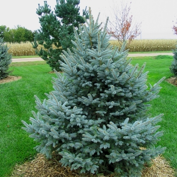 Picea pungens 'Fat Albert' - Fat Albert Blue Spruce