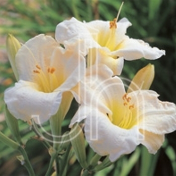 Hemerocallis 'Gentle Shepherd' - Gentle Shepherd Daylily Hemerocallis 'Gentle Shepherd' - Gentle Shepherd Daylily