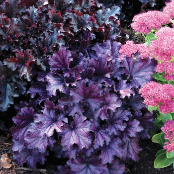 Heuchera 'Forever Purple' - Forever Purple Coral Bell