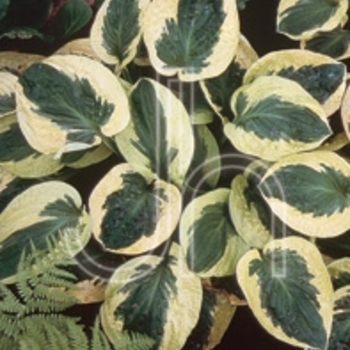 Hosta 'Brim Cup' - Brim Cup Hosta Hosta 'Brim Cup' - Brim Cup Hosta