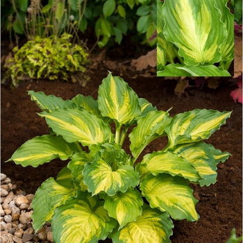 Hosta 'Lakeside Paisley Print' - Lakeside Paisley Print Hosta Hosta 'Lakeside Paisley Print' - Lakeside Paisley Print Hosta