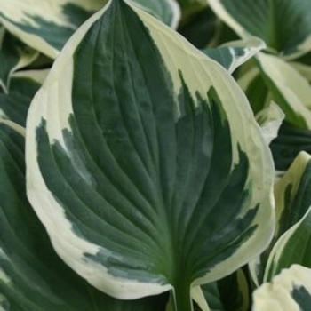 Hosta 'Patriot' - Patriot Hosta