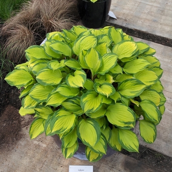 Hosta 'Volcano Island' - Volcano Island Hosta Hosta 'Volcano Island' - Volcano Island Hosta