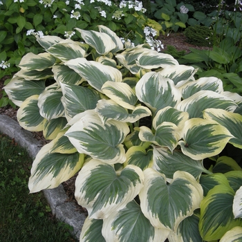 Hosta 'Victory' - Victory Hosta Hosta 'Victory' - Victory Hosta