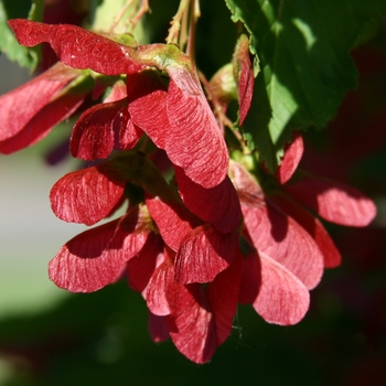 Acer tartaricum 'Gar Ann' - Hot Wings Tartarian® Maple