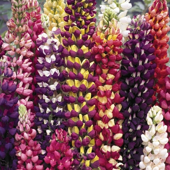 Lupinus 'Tutti Frutti Mix' - Tutti Frutti Mix Lupine Lupinus 'Tutti Frutti Mix' - Tutti Frutti Mix Lupine