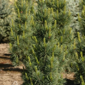 Pinus cembra 'Algonquin Pillar' - Algonquin Pillar Swiss Stone Pine