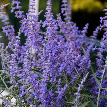 Perovskia atriplicifolia 'Lacey Blue' - Lacey Blue Russian Sage Perovskia atriplicifolia 'Lacey Blue' - Lacey Blue Russian Sage