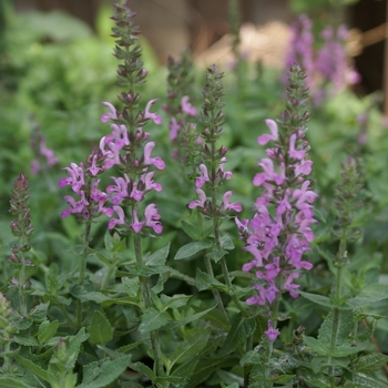 Salvia nemorosa 'Sensation Rose' - Sensation Rose Salvia Salvia nemorosa 'Sensation Rose' - Sensation Rose Salvia