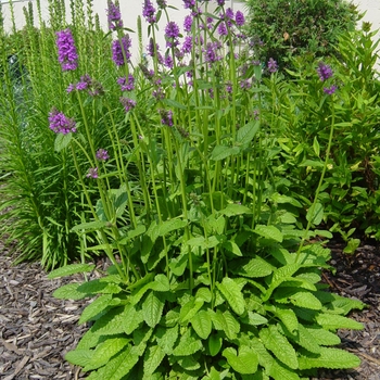 Stachys 'Hummelo' - Hummelo Stachys Stachys 'Hummelo' - Hummelo Stachys