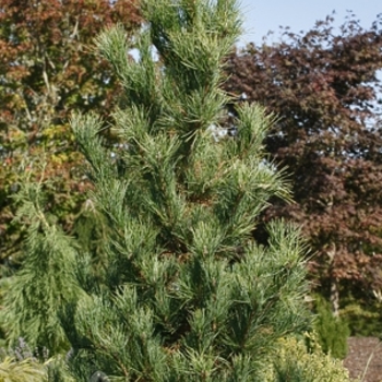 Pinus cembra 'Chalet' - Chalet Swiss Stone Pine