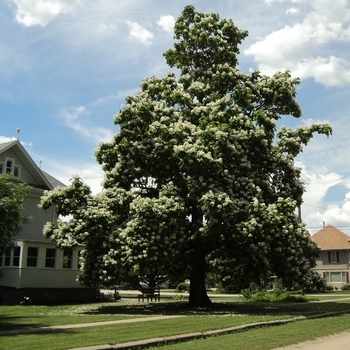 Catalpa speciosa - Northern Catalpa