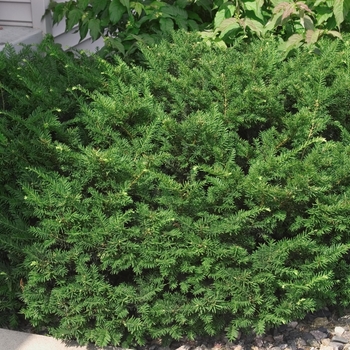 Taxus x media 'Dark Green' - Dark Green Yew
