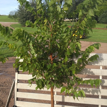 Celtis occidentalis - Hackberry