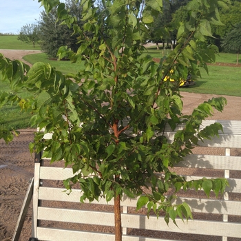 Celtis occidentalis - Hackberry