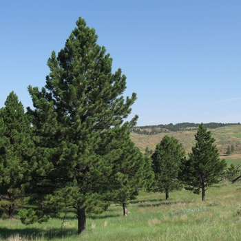 Pinus ponderosa - Ponderosa Pine