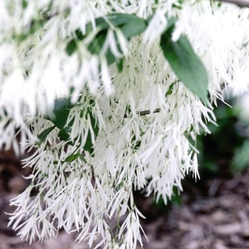 Chionanthus virginicus - White Fringetree