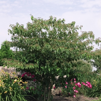 Cornus alternifolia - Pagoda Dogwood