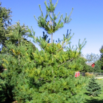 Pinus strobus - White Pine