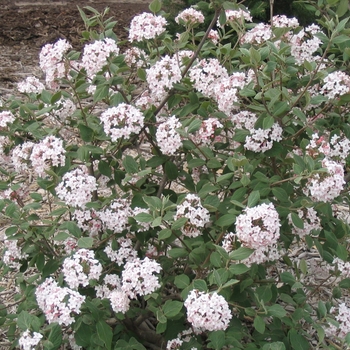 Viburnum x Juddi - Judd Viburnum