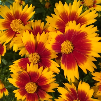 Coreopsis 'Uptick Gold & Bronze' - Uptick™ Gold & Bronze Coreopsis Coreopsis 'Uptick Gold & Bronze' - Uptick™ Gold & Bronze Coreopsis
