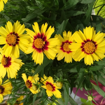Coreopsis 'Uptick Yellow & Red' - Uptick™ Yellow & Red Coreopsis Coreopsis 'Uptick Yellow & Red' - Uptick™ Yellow & Red Coreopsis