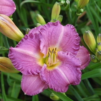 Hemerocallis 'Entrapment' - Entrapment Daylily Hemerocallis 'Entrapment' - Entrapment Daylily