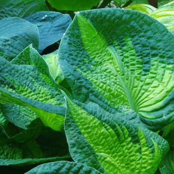 Hosta 'Brother Stefan' - Brother Stefan Hosta Hosta 'Brother Stefan' - Brother Stefan Hosta