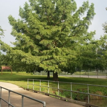 Taxodium distichum - Bald Cypress