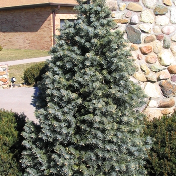 Abies concolor 'Fastigiata' - Columnar Concolor Fir