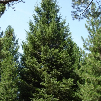 Picea abies 'Royal Splendor' - Royal Splendor Norway Spruce