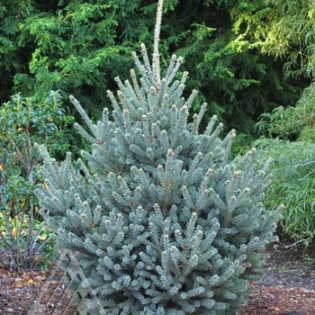 Picea glauca 'Yukon Blue' - Yukon Blue White Spruce