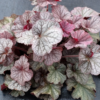Heuchera 'Northern Exposure Silver' - Northern Exposure Silver Coral Bells Heuchera 'Northern Exposure Silver' - Northern Exposure Silver Coral Bells