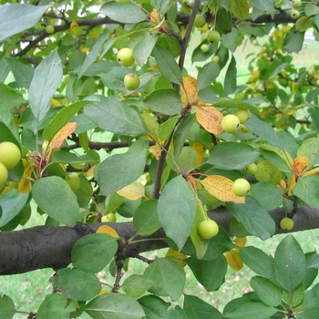 Malus 'Harvest Gold' - Harvest Gold Crab Malus 'Harvest Gold' - Harvest Gold Crab