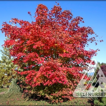 Acer x pseudosieboldianum 'North Wind' - North Wind Maple