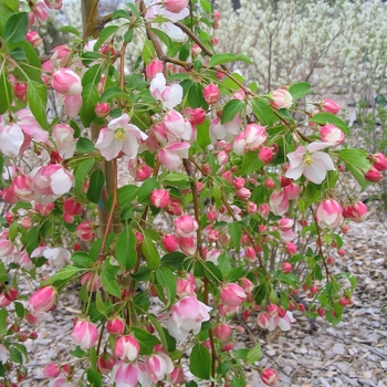 Malus 'Louisa' - Louisa Crabapple