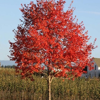 Acer x freemanii 'Sienna' - Sienna Glen® Maple