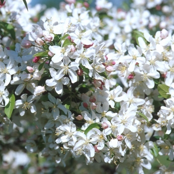Malus 'Sutyzam' - Sugar Tyme® Crabapple Malus 'Sutyzam' - Sugar Tyme® Crabapple