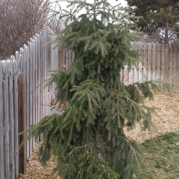 Pseudotsuga menziesii 'Graceful Grace' - Graceful Grace Weeping Douglas Fir