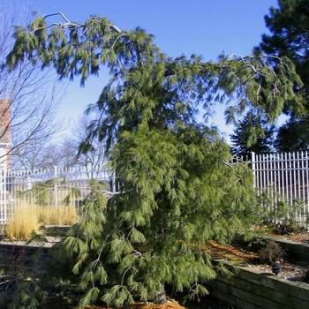 Pinus strobus 'Pendula' - Weeping White Pine