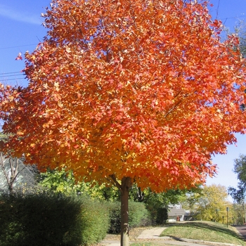 Acer saccharum 'Green Mountain' - Green Mountain Sugar® Maple