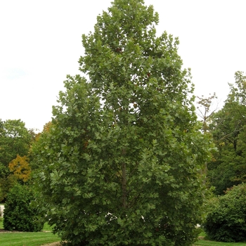 Platanus x acerifolia 'Morton Circle' - Exclamation® Sycamore