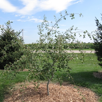 Populus tremula 'Pendula ' - Weeping Swedish Aspen 