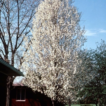 Pyrus calleryana 'Glen's Form' - Chanticlear® Pear