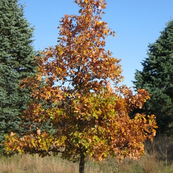 Quercus bicolor - Swamp White Oak