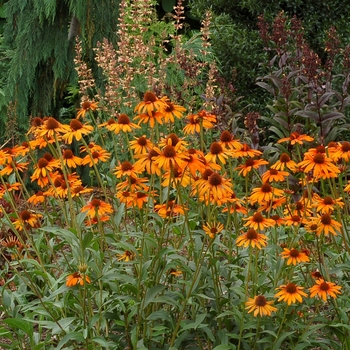 Echinacea 'Tiki Torch' - Tiki Torch Coneflower Echinacea 'Tiki Torch' - Tiki Torch Coneflower